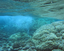 Рифы Красного моря