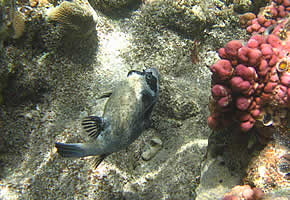 Рифы Красного моря. Масковый Арщтрон