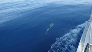 Дельфины в сароническом заливе