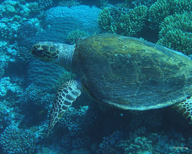 Морская черепаха
