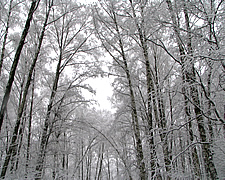 Артревю. Зимний лес